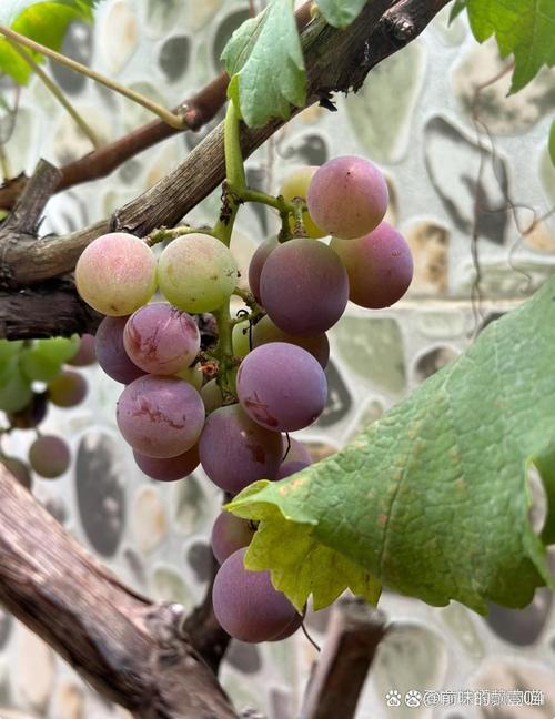 葡萄是树还是藤的好?葡萄是树木还是藤本植物