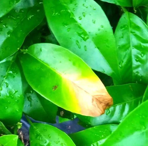 咪鲜胺允许使用绿色的食品吗？咪鲜胺能控旺吗