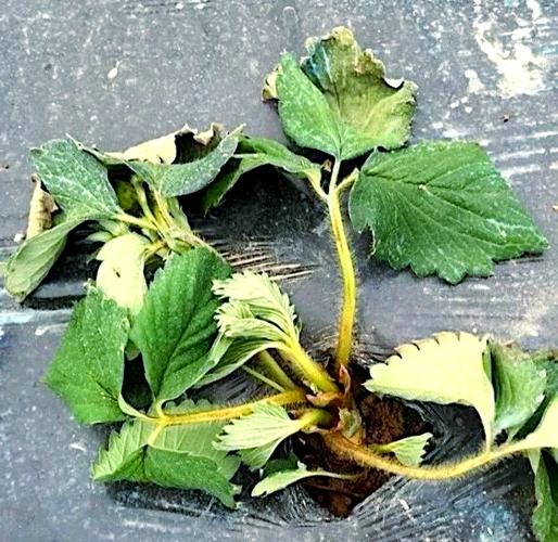 咪鲜胺允许使用绿色的食品吗?咪鲜胺能控旺吗