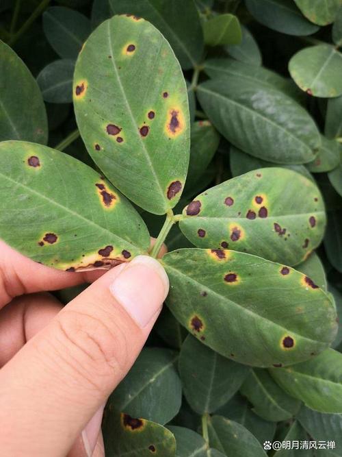 咪鲜胺允许使用绿色的食品吗?咪鲜胺能控旺吗