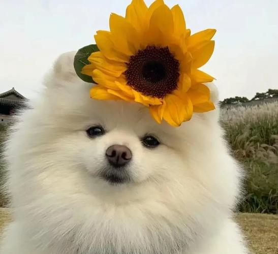 博美犬怎么训练不乱咬？博美犬怎么训练不乱咬东西