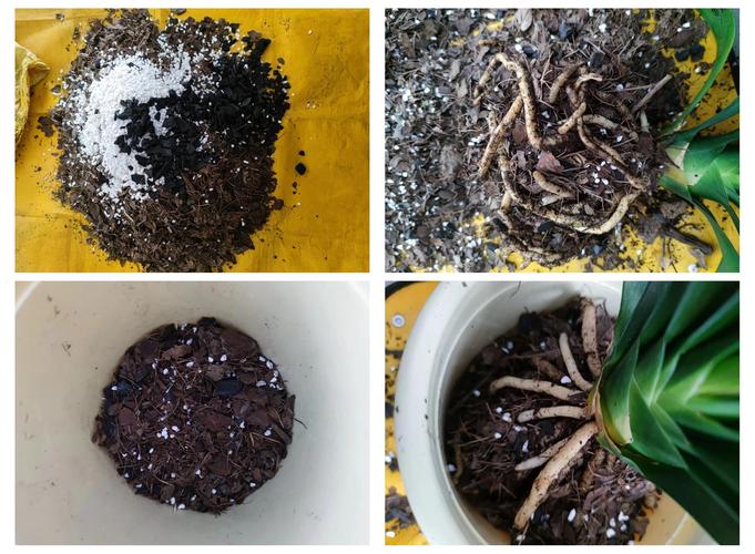 君子兰现在换土行不行？君子兰换土能施肥吗