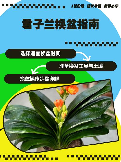 君子兰现在换土行不行?君子兰换土能施肥吗