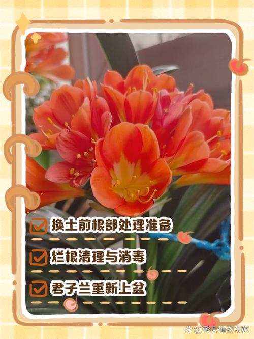 君子兰现在换土行不行?君子兰换土能施肥吗