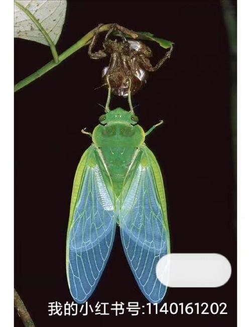 蝉在土地里生长多久?蝉一般在土里几年才会出来