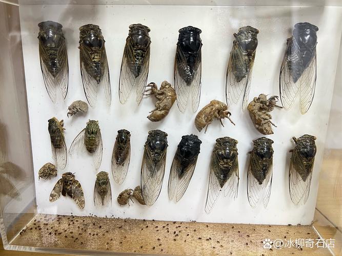 蝉在土地里生长多久?蝉一般在土里几年才会出来