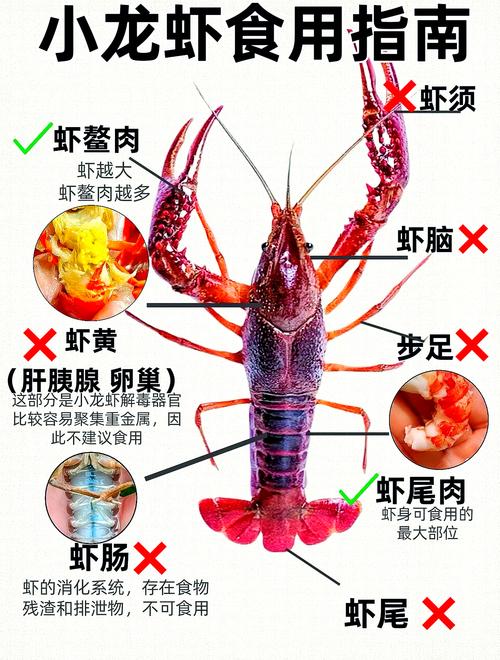如何辨别小龙虾性成熟?怎么分辨小龙虾的好坏