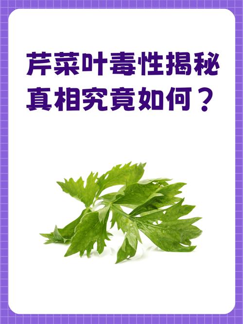芹菜叶有什么营养成分?芹菜叶营养价值高吗