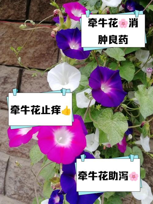 喇叭花有毒吗?误食了该怎么处理?喇叭花有毒性吗