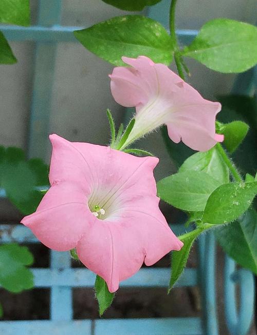 喇叭花有毒吗?误食了该怎么处理?喇叭花有毒性吗