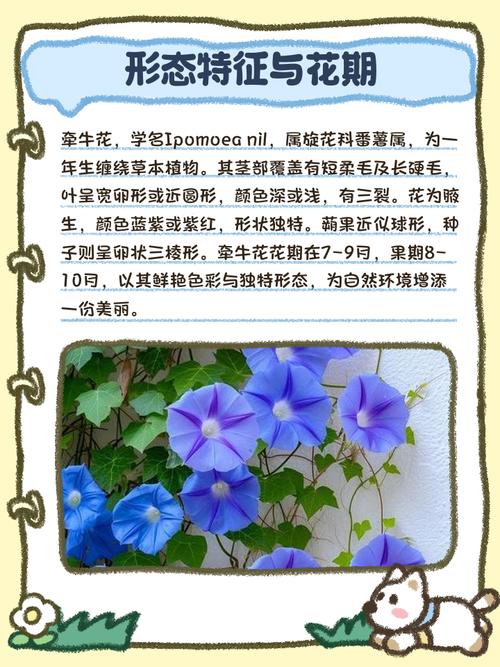 喇叭花有毒吗?误食了该怎么处理?喇叭花有毒性吗