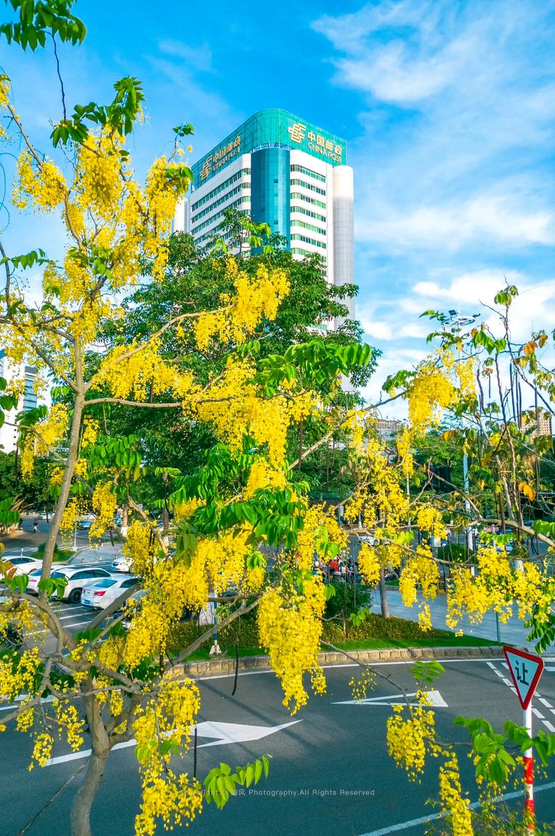 莆田市市花寓意是什么？莆田市市树市花