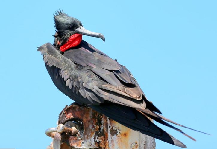 军舰鸟的身体结构？军舰鸟属