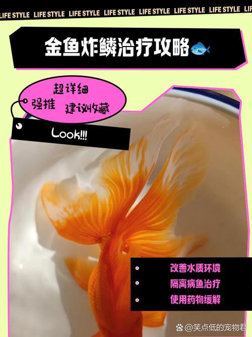 金鱼炸鳞是什么病？金鱼炸鳞高手解决