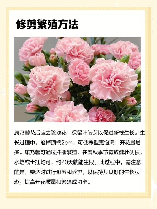 康乃馨鲜花水养能养多久?康乃馨水养花期多久