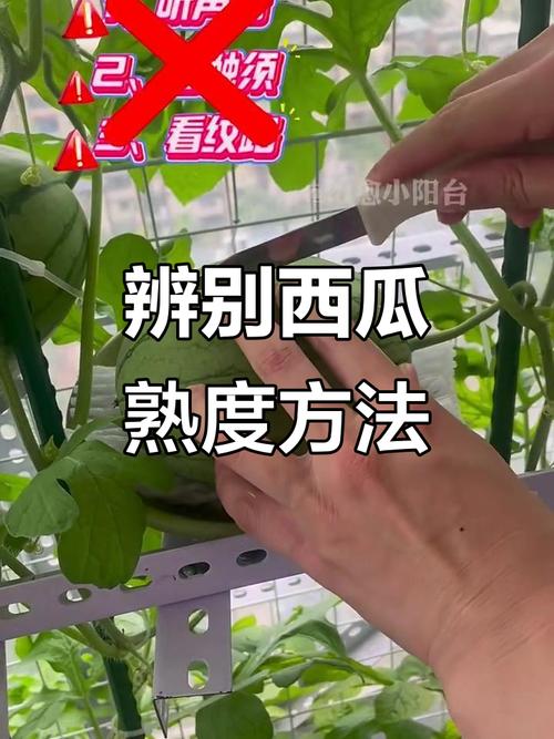如何判断西瓜成熟与否?如何确定西瓜是否成熟