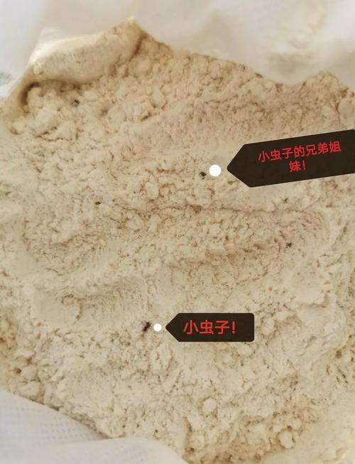 面粉里的小黑虫用什么药杀死?面粉里的小黑虫怎么来的