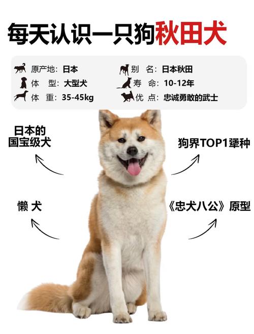 秋田犬吃什么毛色黄?秋田犬喂什么