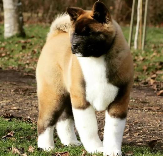 秋田犬吃什么毛色黄?秋田犬喂什么