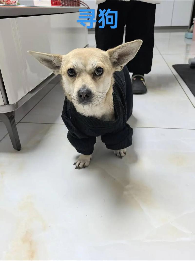 驻马店哪里有卖狗的?驻马店哪里可以买宠物狗