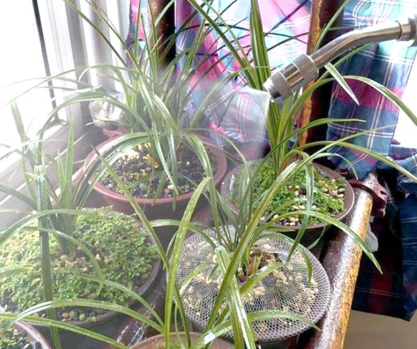 兰花的叶子上可以喷水吗？兰花叶片能用水直接喷吗