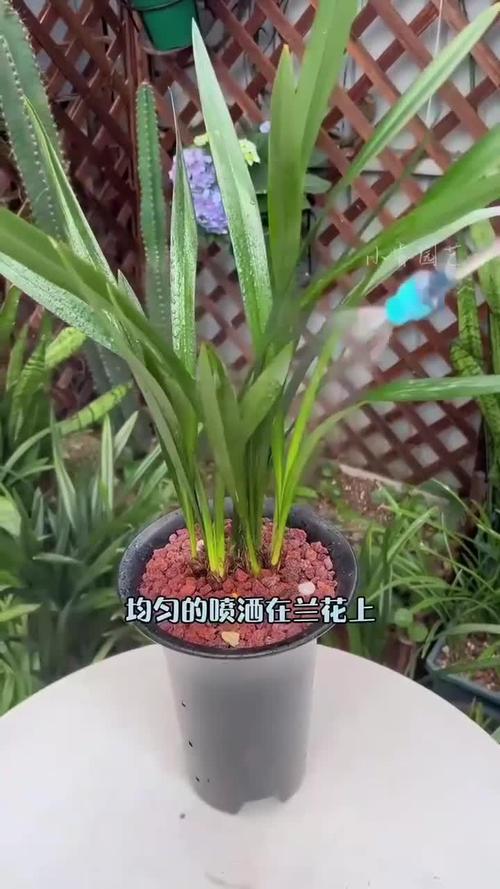 兰花的叶子上可以喷水吗?兰花叶片能用水直接喷吗