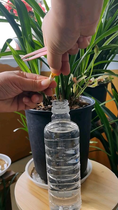 兰花的叶子上可以喷水吗?兰花叶片能用水直接喷吗