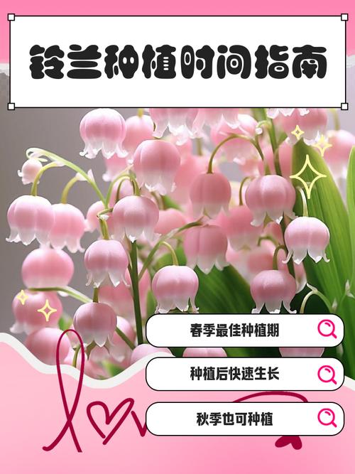 铃兰花的种植方法和注意事项?铃兰花的种植方法和注意事项图片