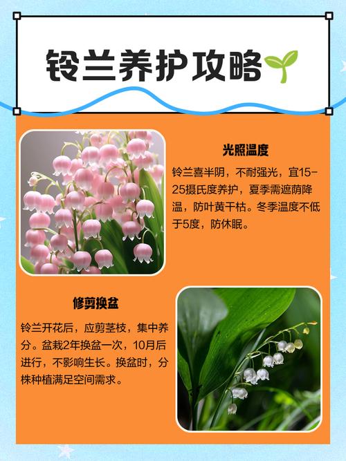 铃兰花的种植方法和注意事项?铃兰花的种植方法和注意事项图片