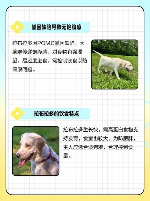 拉布拉多什么东西不能吃?拉布拉多犬不能吃啥