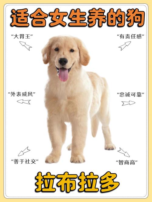 拉布拉多什么东西不能吃?拉布拉多犬不能吃啥