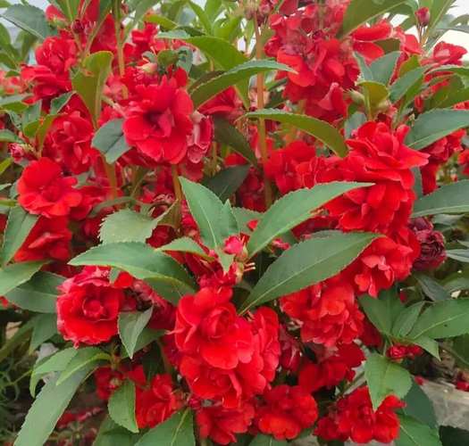 可以用来染指甲的花叫什么名字?一种可以染指甲的花