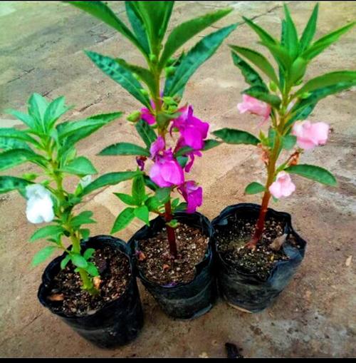 可以用来染指甲的花叫什么名字?一种可以染指甲的花