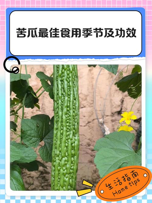 苦瓜是从哪里传入中国的?苦瓜是什么时候传入中国