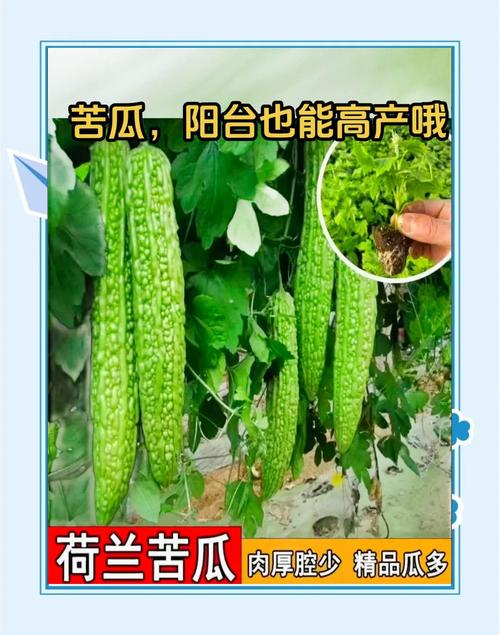 苦瓜是从哪里传入中国的?苦瓜是什么时候传入中国