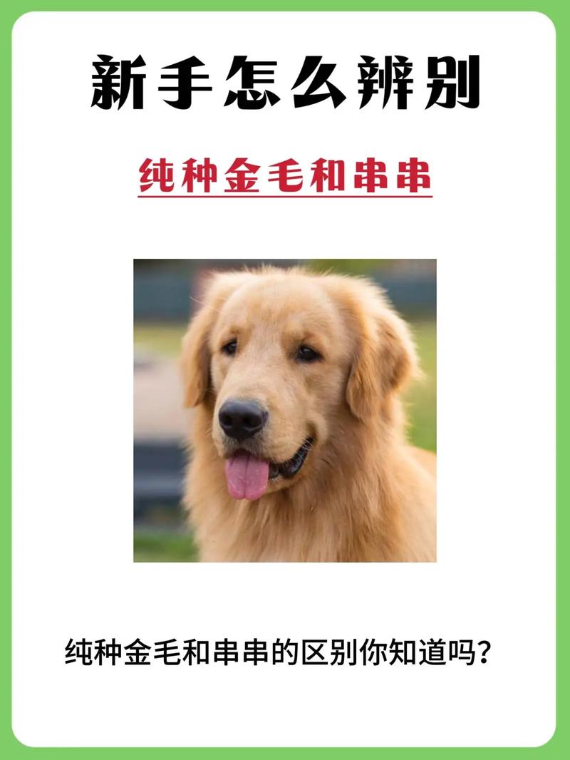 金毛和二哈哪个厉害？金毛和二哈的区别