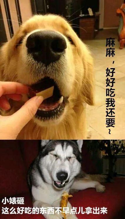 金毛和二哈哪个厉害?金毛和二哈的区别