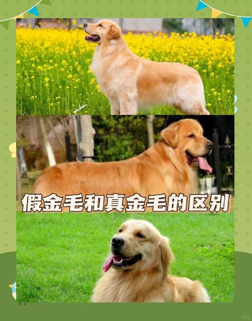 金毛和二哈哪个厉害?金毛和二哈的区别