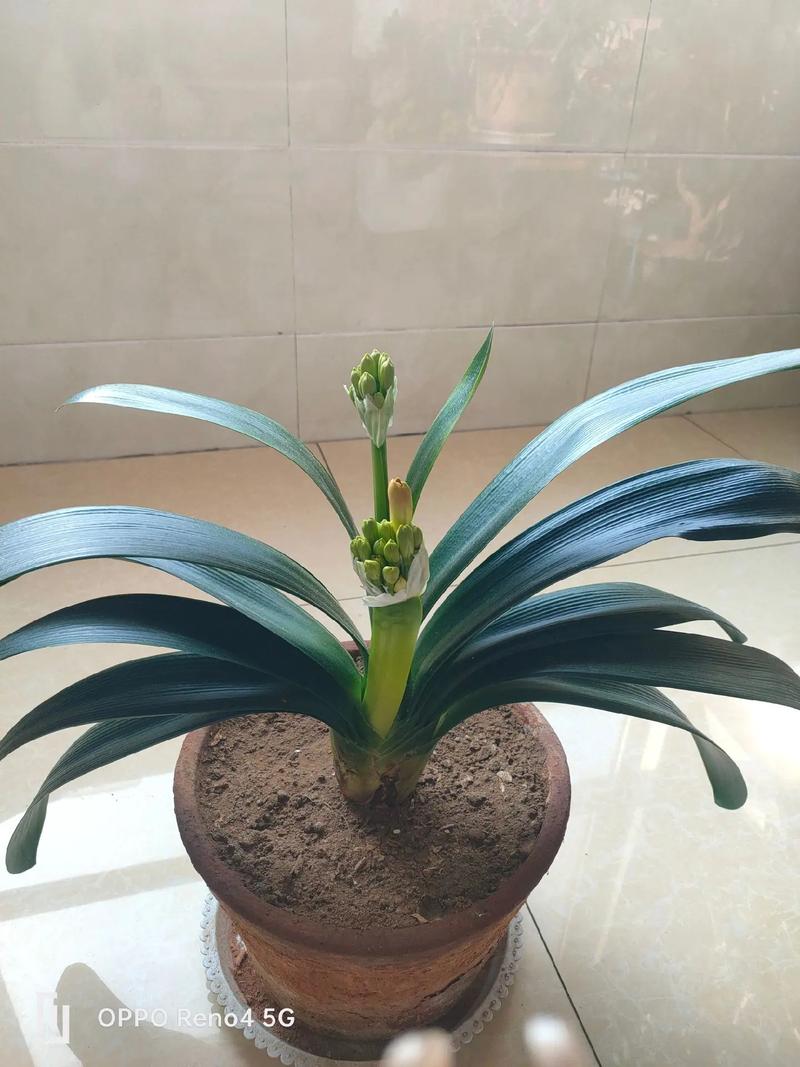 君子兰耐最低温是多少度的?君子兰耐最低温是多少度的呢