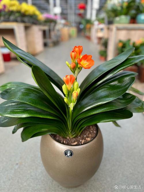 君子兰耐最低温是多少度的?君子兰耐最低温是多少度的呢