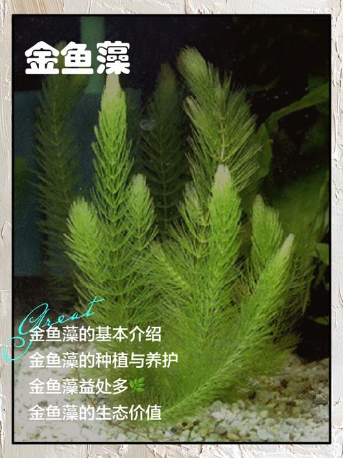 金鱼吃不吃金鱼藻？小金鱼吃水藻吗