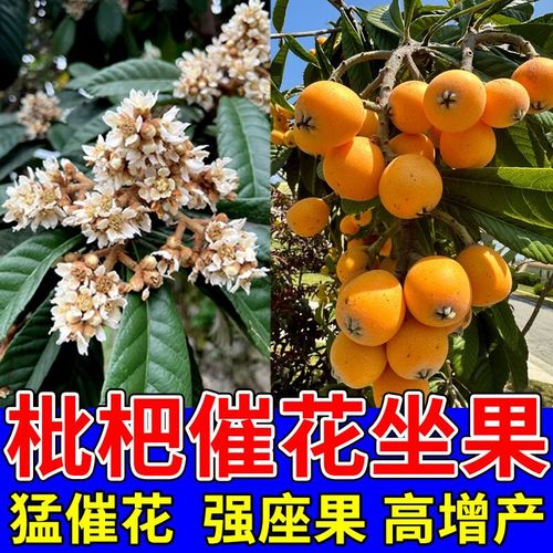 枇杷不开花是什么原因？枇杷不开花是什么原因造成的