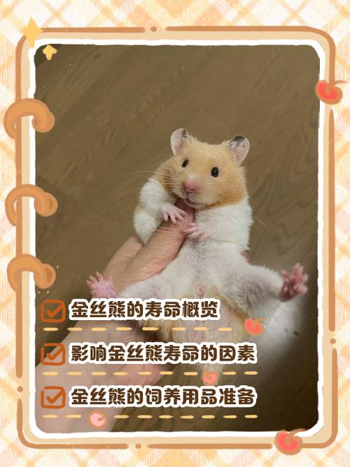 金丝熊寿命能达到多少？金丝熊寿命是多少