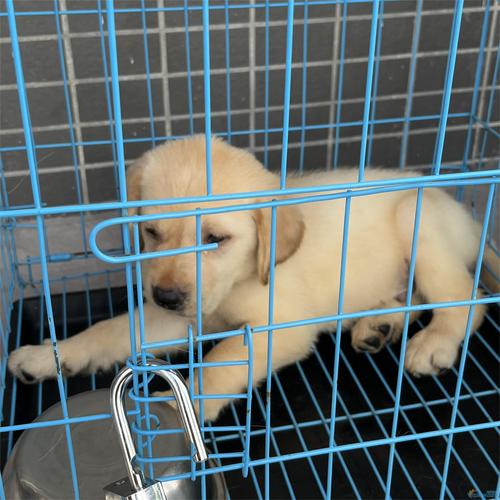 拉布拉多幼犬满月?拉布拉多幼犬满月可以卖吗