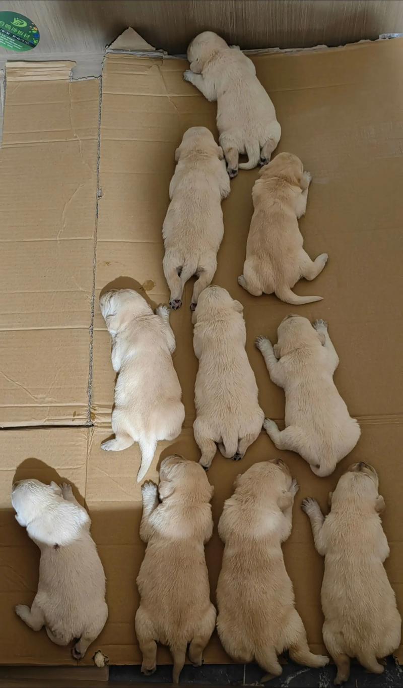 拉布拉多幼犬满月?拉布拉多幼犬满月可以卖吗