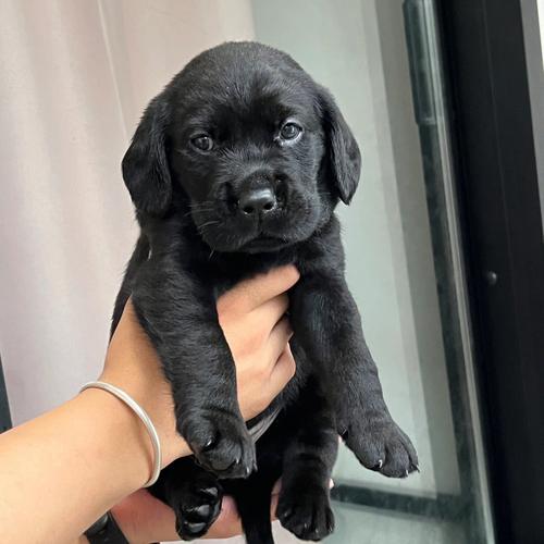 拉布拉多幼犬满月?拉布拉多幼犬满月可以卖吗