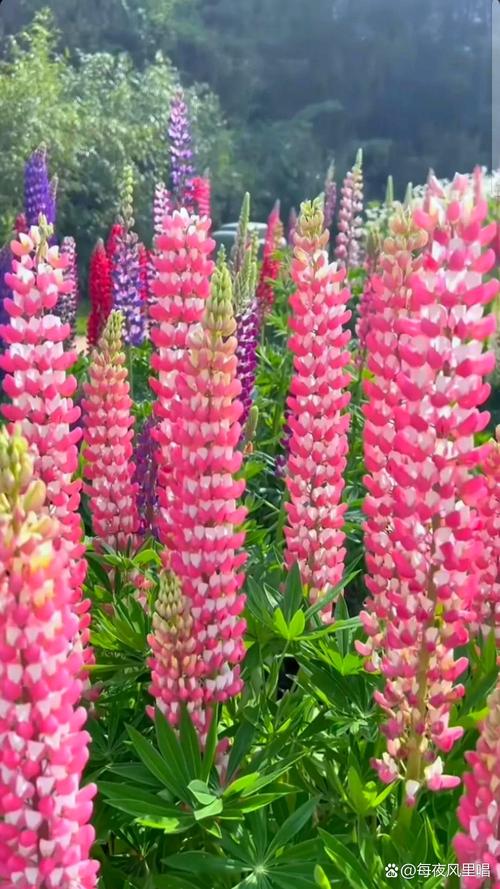 鲁冰花花期多长开多久？鲁冰花花期有多长时间