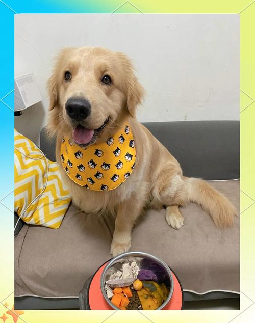 金毛能吃哪些食物？金毛能吃哪些食物呢