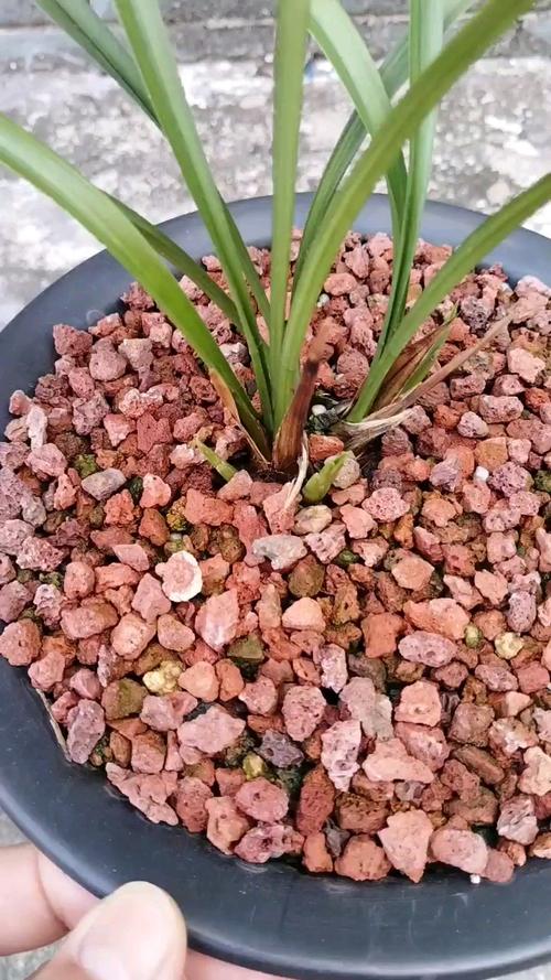 兰花怕冻吗它的耐低温是多少？兰花耐寒耐冻吗