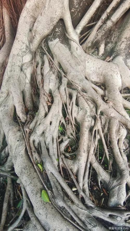 榕树根埋土里会生根吗？榕树 树根